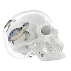 Nymphenburg Memento Mori Skull Water Turtle