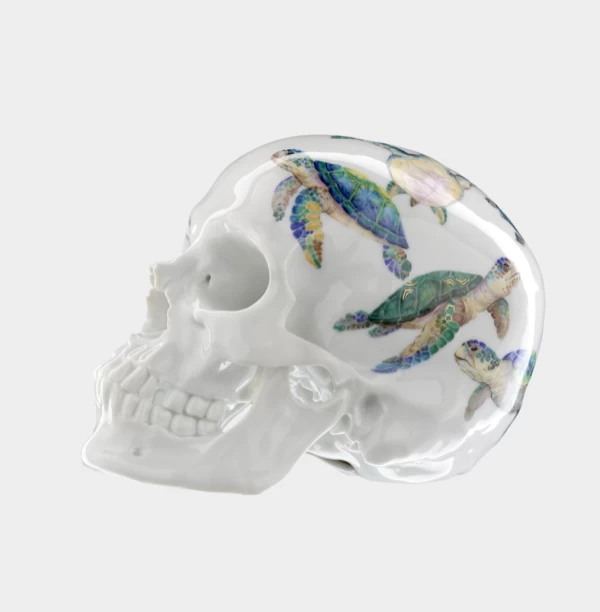 Nymphenburg Memento Mori Skull Water Turtle - Image 4